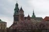 Katedra Wawelska w oprawie kwitnących magnolii.